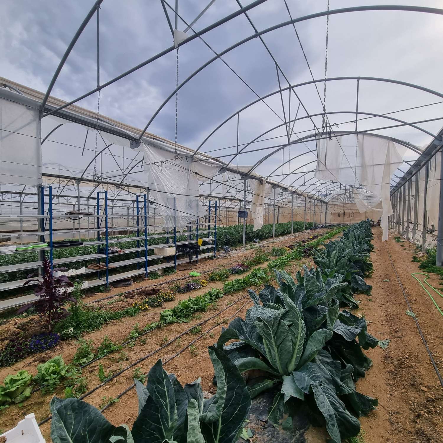 Finca Rustica with 4500m2 of greenhouses