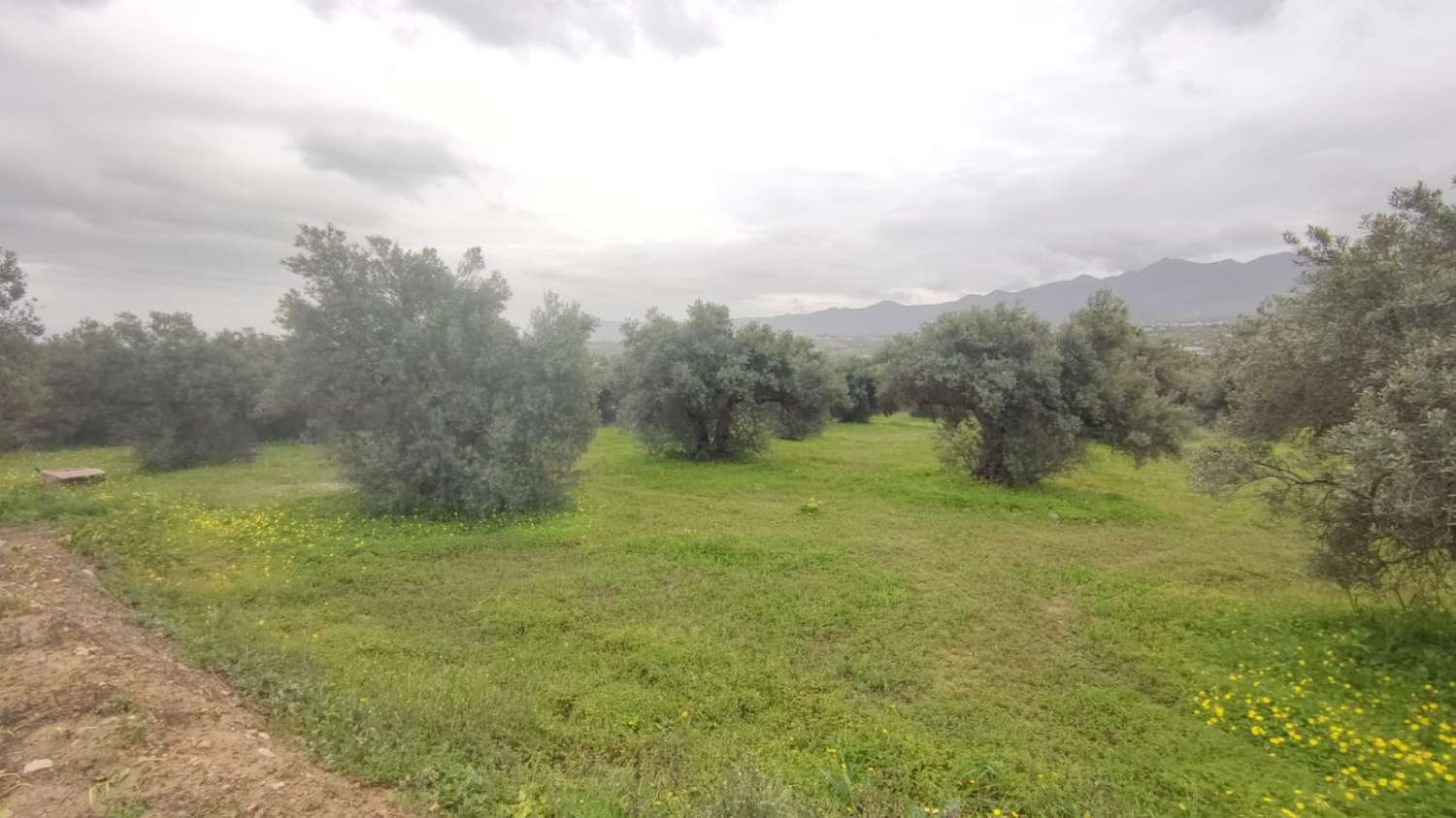 Rustic plot of 8,500 m2 with well and access to the electricity grid