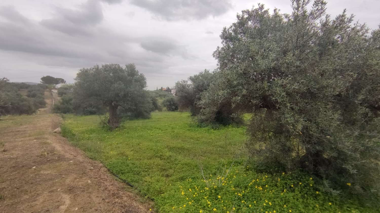 Rustic plot of 8,500 m2 with well and access to the electricity grid