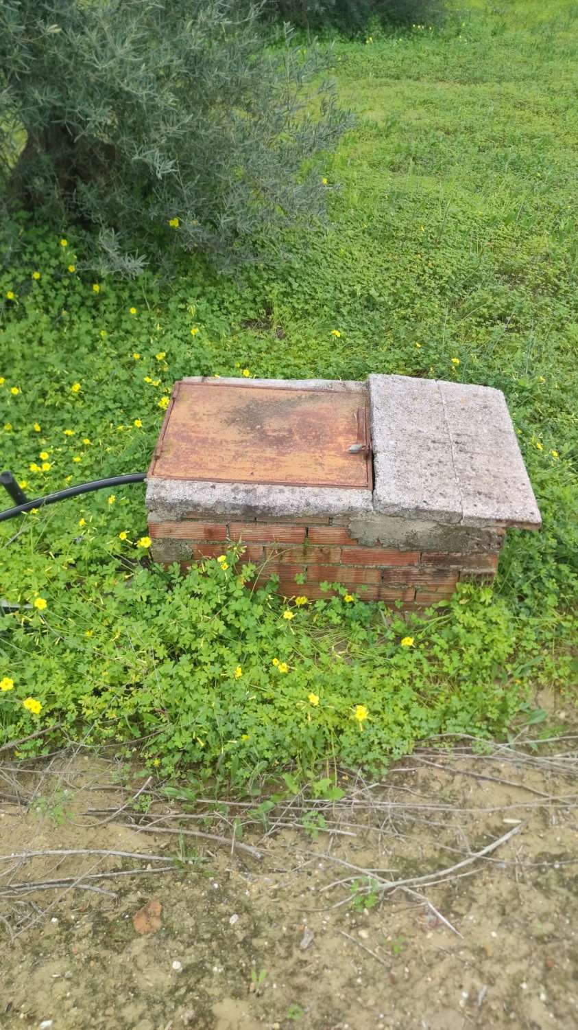 Rustic plot of 8,500 m2 with well and access to the electricity grid