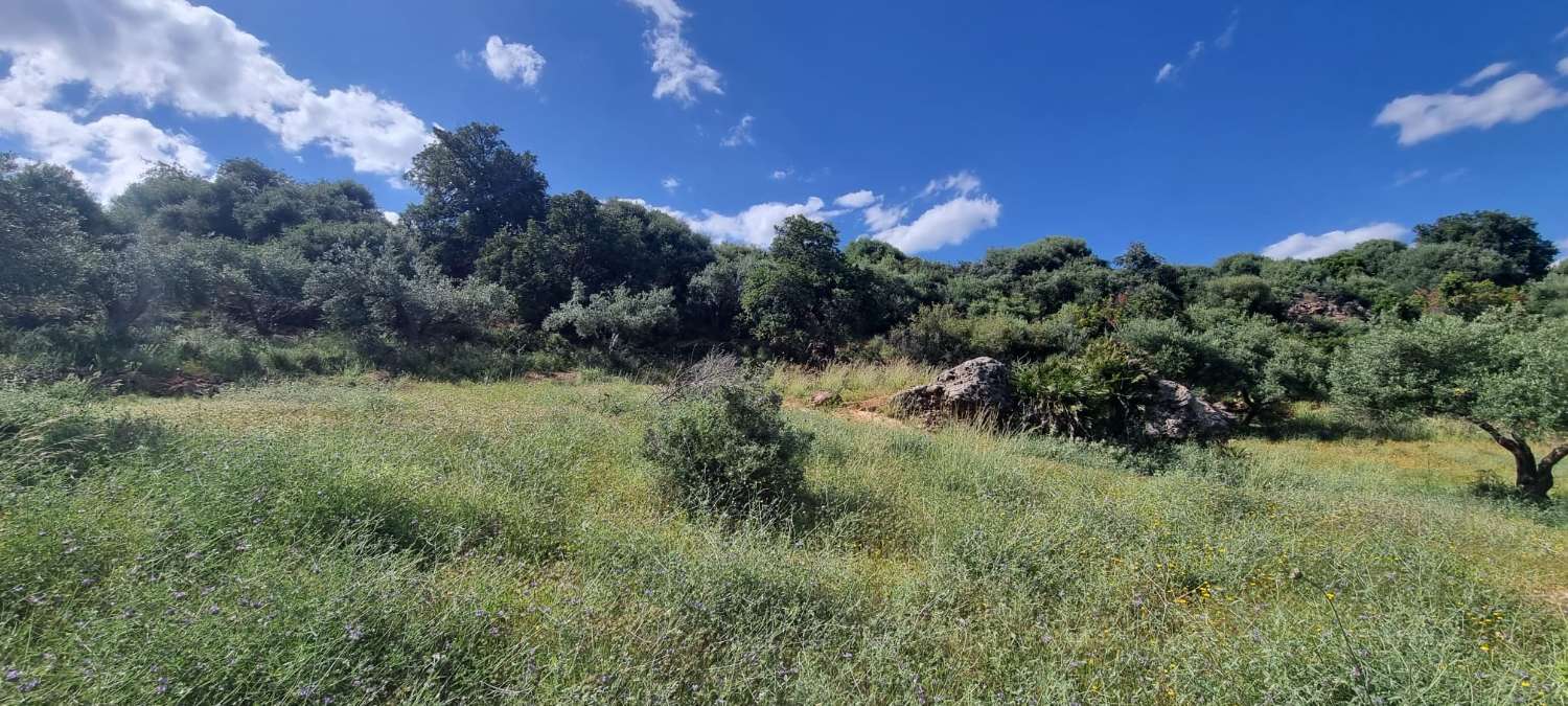 Rustic plot in La Alqueria