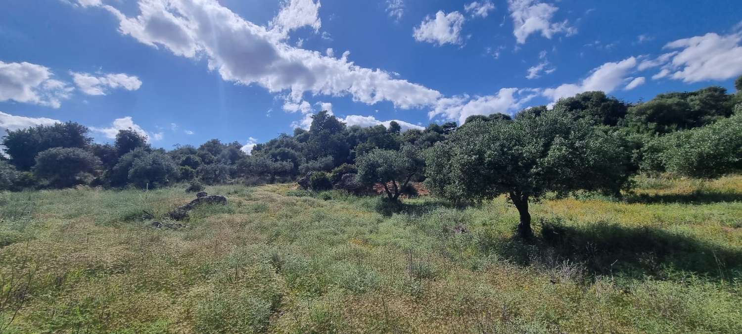 Rustic plot in La Alqueria
